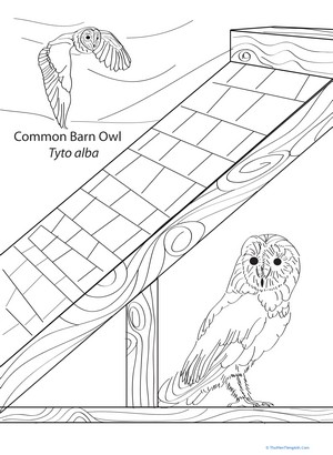 Common Barn Owl Coloring Page
