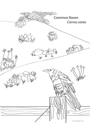 Common Raven Coloring Page