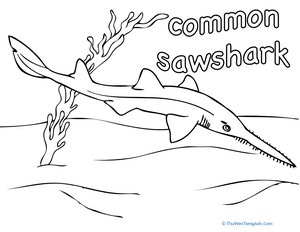 Common Sawshark Coloring Page