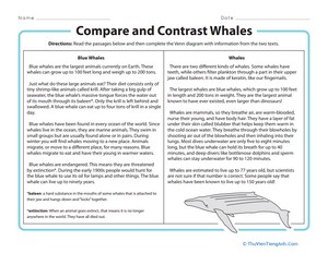 Compare and Contrast Whales