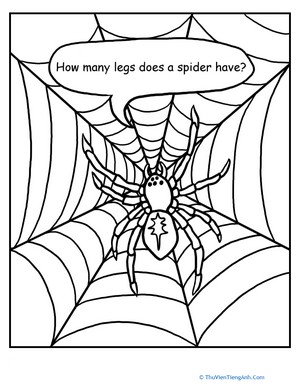 How Many Legs Does a Spider Have?