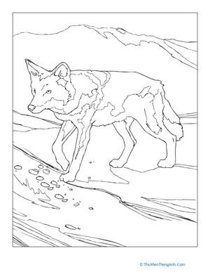 Coyote Coloring Page