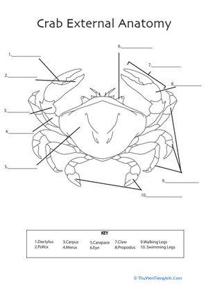 Crab Anatomy