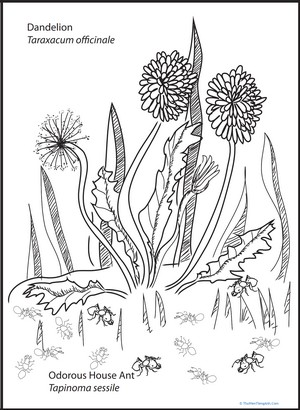 Dandelion and Ants Coloring Page