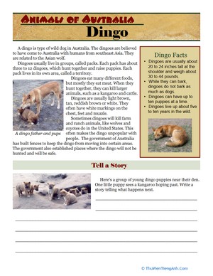 Animals of Australia: Dingo