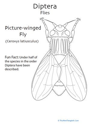 Diptera Coloring Page