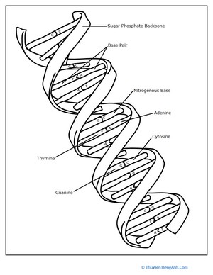 DNA Coloring Page