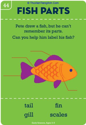 Get Fishy: Beginner’s Biology