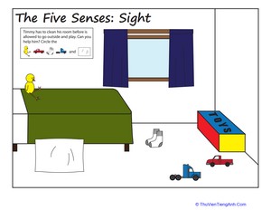 The Five Senses: Seeing