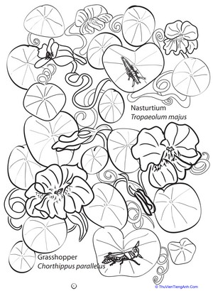 Flower and Insect Coloring