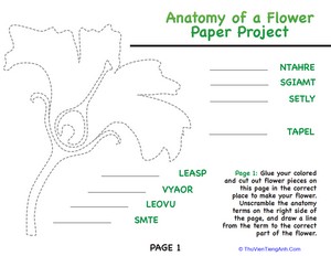 Anatomy of a Flower Paper Project