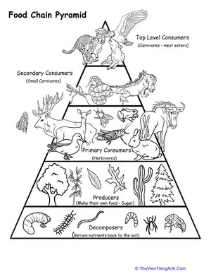 Food Chain Pyramid