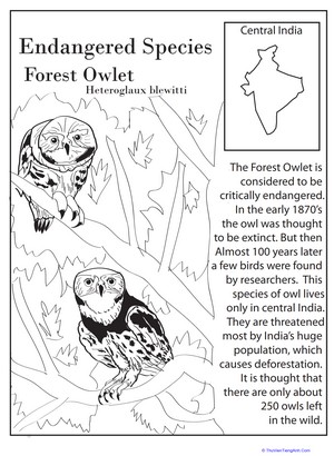 Endangered Species: Forest Owlet