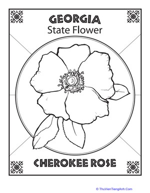 Georgia State Flower
