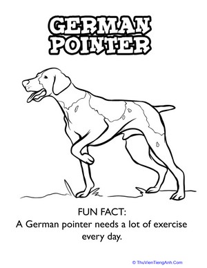 German Pointer Coloring Page