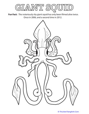 Giant Squid Fun Fact