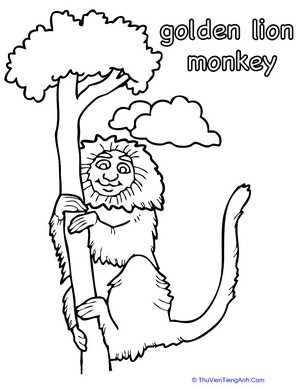 Color the Golden Lion Monkey