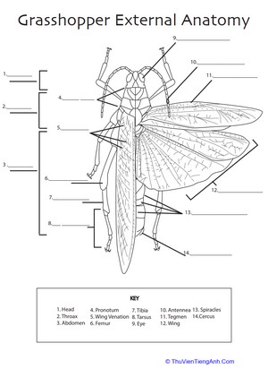 Grasshopper Anatomy