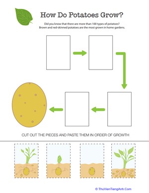 How Does it Grow?: Potato