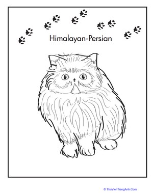 Himalayan-Persian Coloring Page