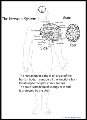 Human Anatomy: Brain