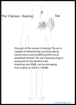 Human Anatomy: Ear