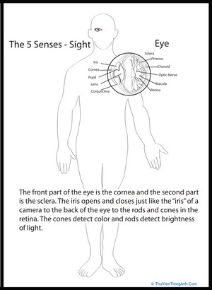 Human Anatomy: Eye