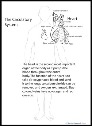 Human Anatomy: Heart