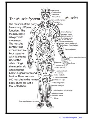 Human Anatomy: Muscles