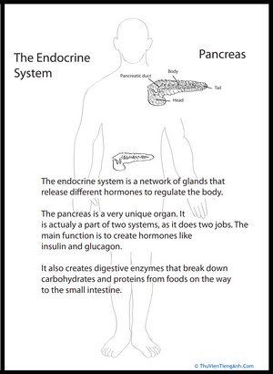 Human Anatomy: Pancreas