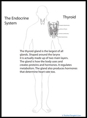 Human Anatomy: Thyroid