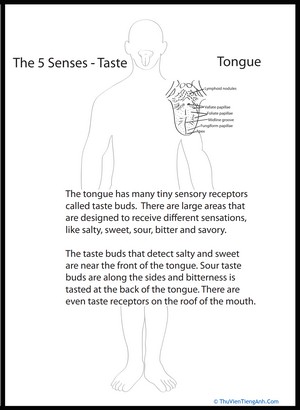 Human Anatomy: Tongue
