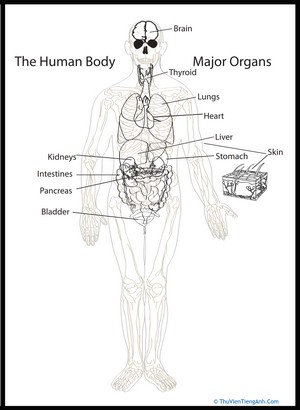 Human Body Diagram