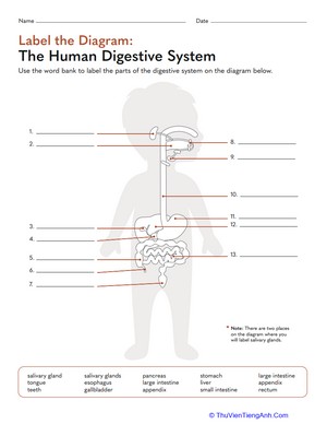Label the Diagram: The Human Digestive System