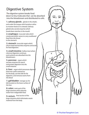 Inside-Out Anatomy: The Digestive System