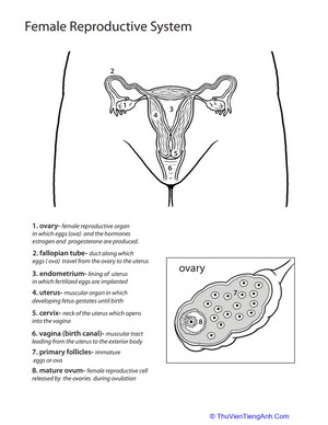 Inside-Out Anatomy: The Reproductive System