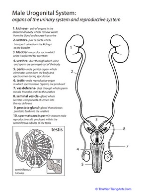Inside-Out Anatomy: The Urinary System (Male)
