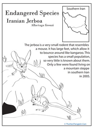 Endangered Species: Iranian Jerboa