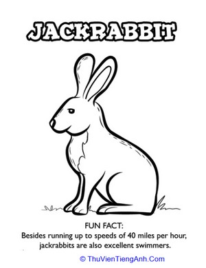 Jackrabbit Facts