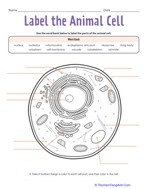 Label the Animal Cell: Level 2