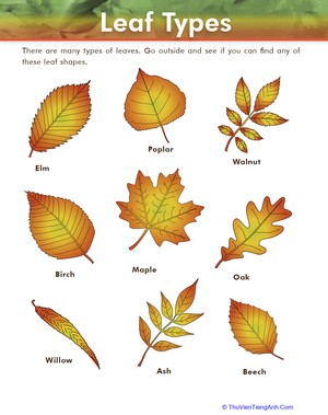 Leaf Types