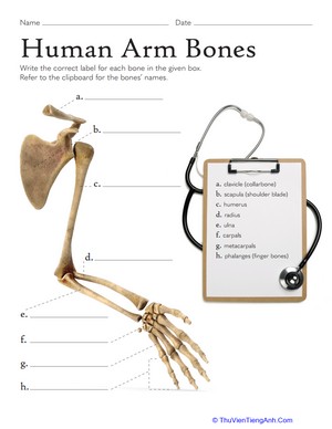 Human Arm Bones