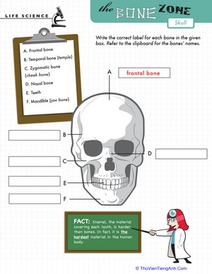 Learn the Bone Zone: Skull