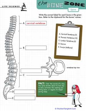 Learn the Bone Zone: Spine