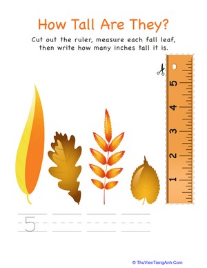 How Tall Are They: Leaves!