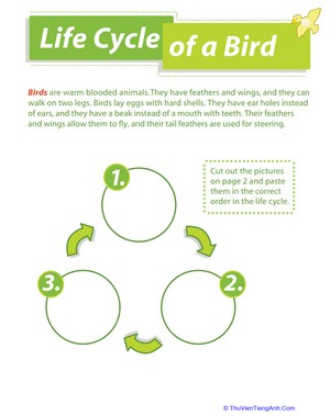 Life Cycle of a Bird