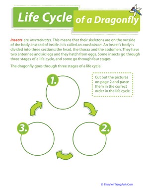 Life Cycle of a Dragonfly