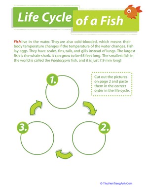 Life Cycle of a Fish