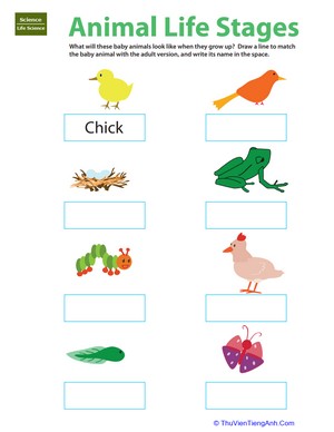 Life Science Learning: Animal Life Stages