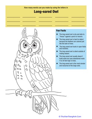 Long Eared Owl Facts